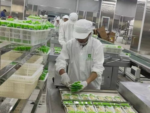 云南永善七彩食品投產運營獲《中國食品安全報》關注 食品安全與特色經營的雙贏之路